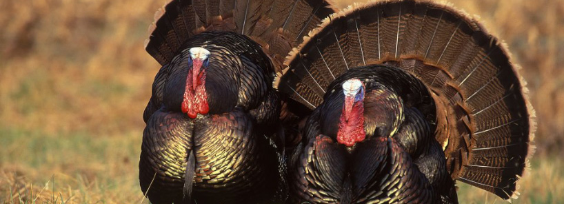 two male turkeys