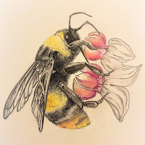 bumble bee on a flower