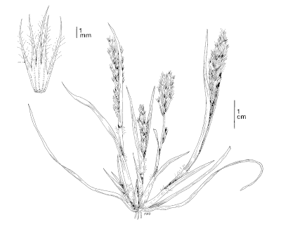 Orcuttia viscida, CDFW illustration by Mary Ann Showers - link opens in new tab or window
