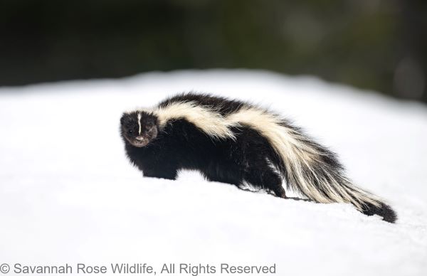 striped skunk - photo © Savannah Rose Wildlife